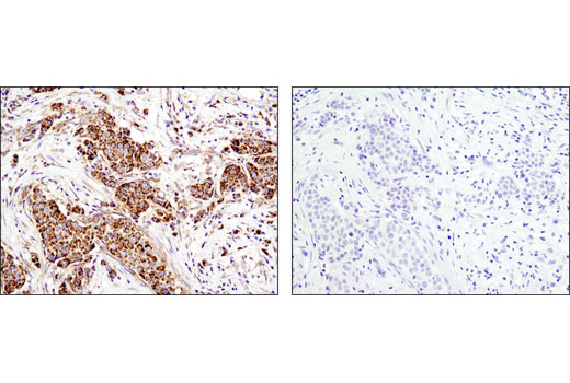 Immunohistochemistry Image 1: Cytochrome c (D18C7) Rabbit mAb