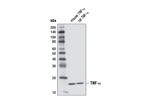 Western Blotting Image 2: TNF-α (D2D4) XP® Rabbit mAb (Mouse Specific)