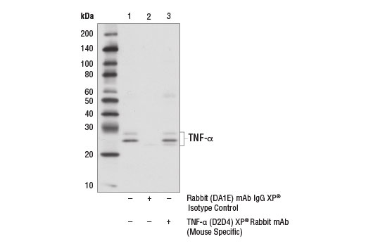  Image 14: Mouse Reactive Senescence Associated Secretory Phenotype (SASP) Antibody Sampler Kit