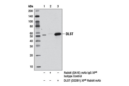 Immunoprecipitation Image 1: DLST (D22B1) XP® Rabbit mAb