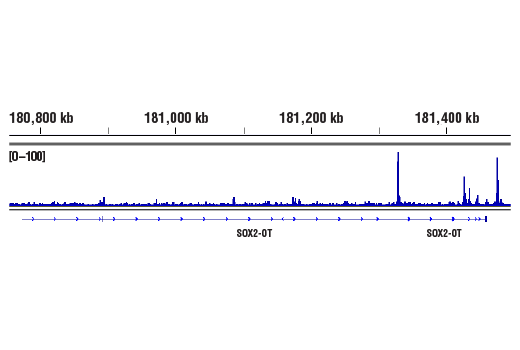  Image 26: PBAF Complex Antibody Sampler Kit