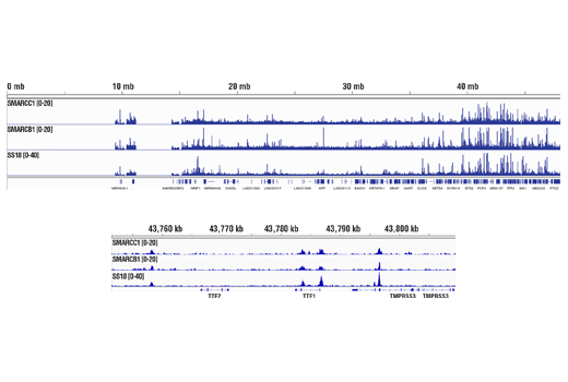 Chromatin Immunoprecipitation Image 2: SMARCC1/BAF155 (D7F8S) Rabbit mAb