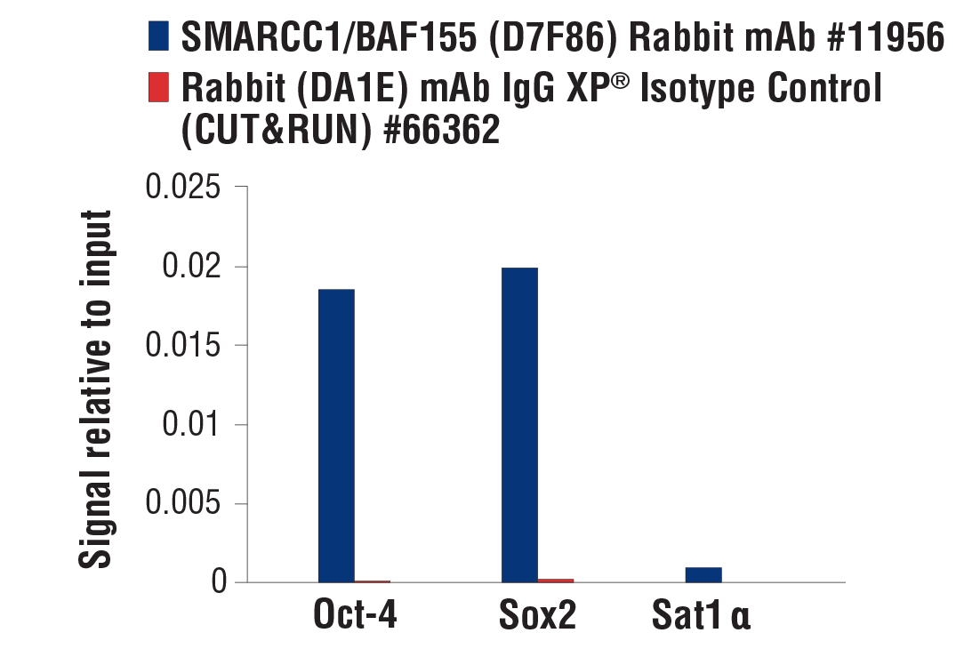CUT and RUN Image 3: SMARCC1/BAF155 (D7F8S) Rabbit mAb