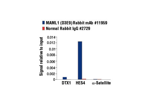 Chromatin Immunoprecipitation Image 3: MAML1 (D3E9) Rabbit mAb