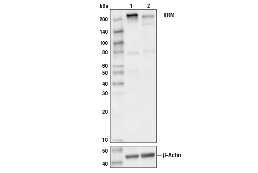  Image 3: BAF Complex Antibody Sampler Kit II