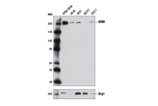  Image 16: BAF Complex Antibody Sampler Kit II