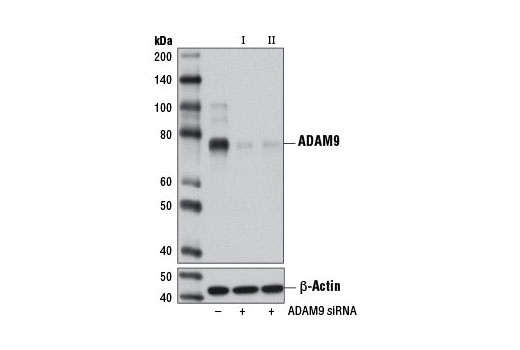  Image 1: SignalSilence® ADAM9 siRNA I