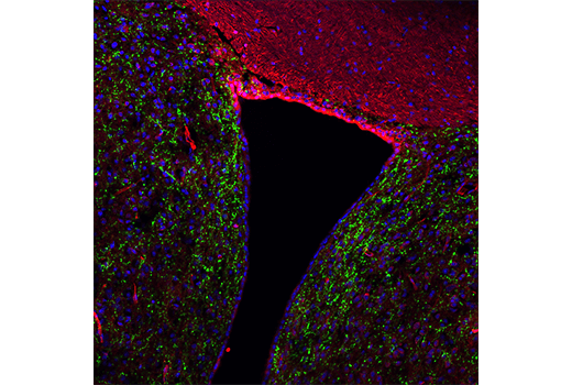 Immunofluorescence Image 1: Neuropeptide Y (D7Y5A) XP® Rabbit mAb