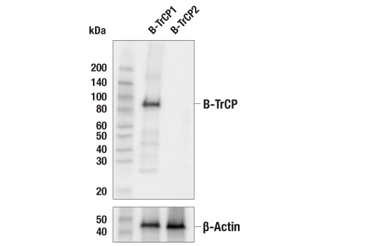  Image 1: Ubiquitin E3 Ligase Complex Antibody Sampler Kit