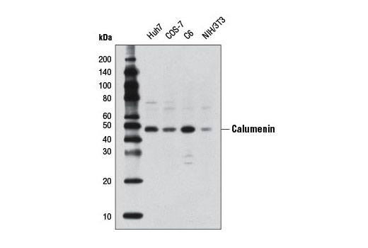 Western Blotting Image 1: Calumenin (4C6) Mouse mAb