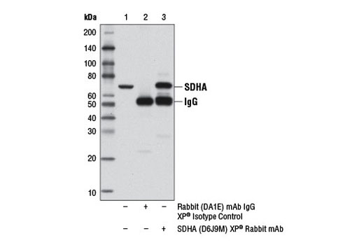 Immunoprecipitation Image 1: SDHA (D6J9M) XP® Rabbit mAb 