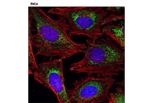 Immunofluorescence Image 1: SDHA (D6J9M) XP® Rabbit mAb 