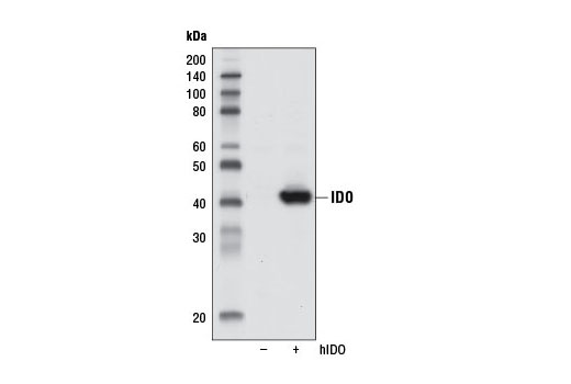 Western Blotting Image 2: IDO Antibody