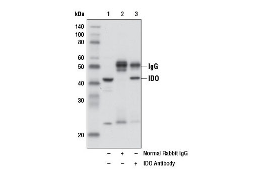 Immunoprecipitation Image 1: IDO Antibody