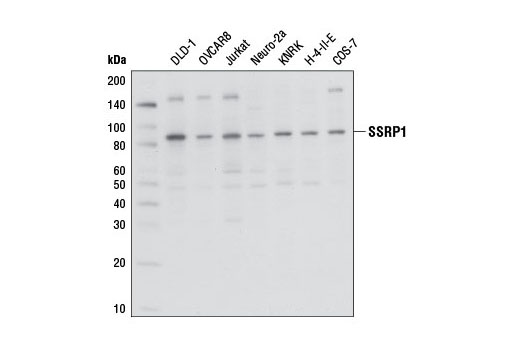 Western Blotting Image 1: SSRP1 Antibody