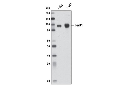 Western Blotting Image 1: FoxK1 Antibody