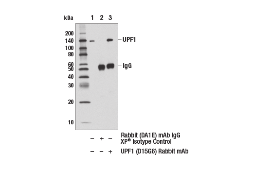 Immunoprecipitation Image 1: UPF1 (D15G6) Rabbit mAb