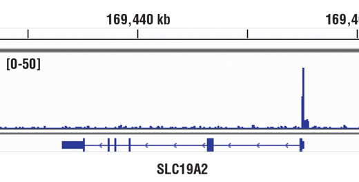 Chromatin Immunoprecipitation Image 1: Glucocorticoid Receptor (D6H2L) XP® Rabbit mAb