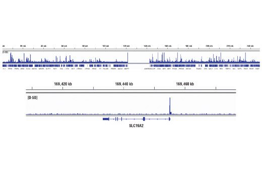 Chromatin Immunoprecipitation Image 2: Glucocorticoid Receptor (D6H2L) XP® Rabbit mAb