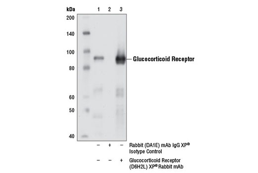Immunoprecipitation Image 1: Glucocorticoid Receptor (D6H2L) XP® Rabbit mAb