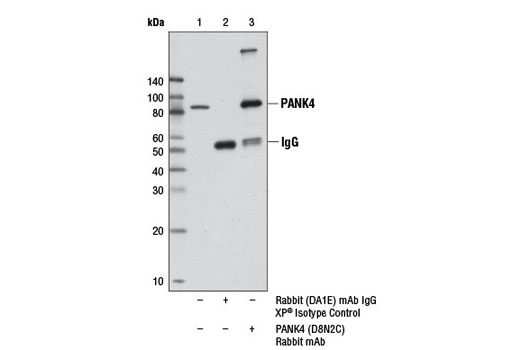 Immunoprecipitation Image 1: PANK4 (D8N2C) Rabbit mAb
