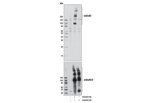Western Blotting Image 1: mGluR2 Antibody