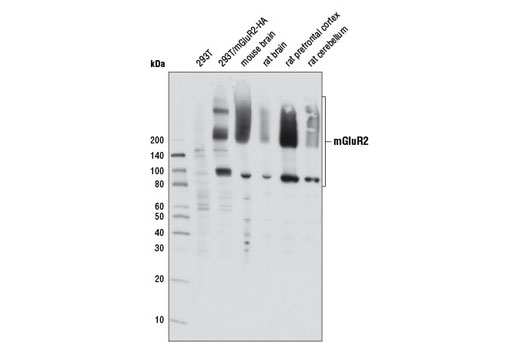 Western Blotting Image 2: mGluR2 Antibody