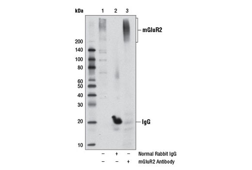 Immunoprecipitation Image 1: mGluR2 Antibody