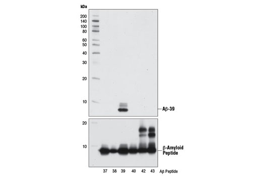 Western Blotting Image 2: β-Amyloid (1-39) (D5Y9L) Rabbit mAb