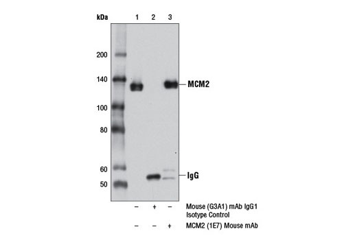 Immunoprecipitation Image 1: MCM2 (1E7) Mouse mAb