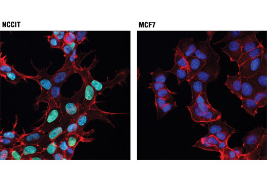 Immunofluorescence Image 1: HMGA1 (D4F8) Rabbit mAb