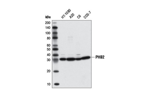 Western Blotting Image 1: PHB2 Antibody