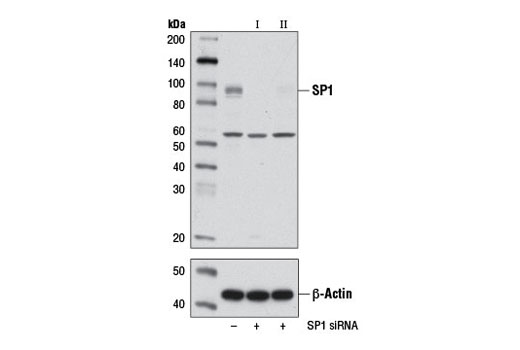  Image 1: SignalSilence® SP1 siRNA I