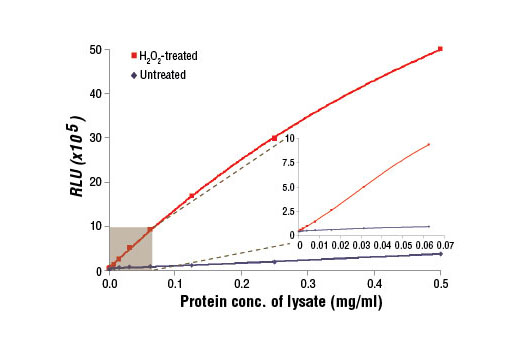  Image 1: PathScan® Phospho-Acetyl-CoA Carboxylase (Ser79) Chemiluminescent Sandwich ELISA Kit