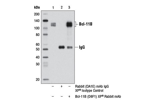 Immunoprecipitation Image 1: Bcl-11B (D6F1) XP® Rabbit mAb