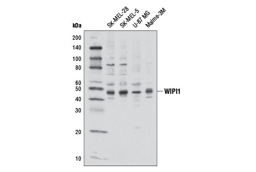 Western Blotting Image 1: WIPI1 Antibody