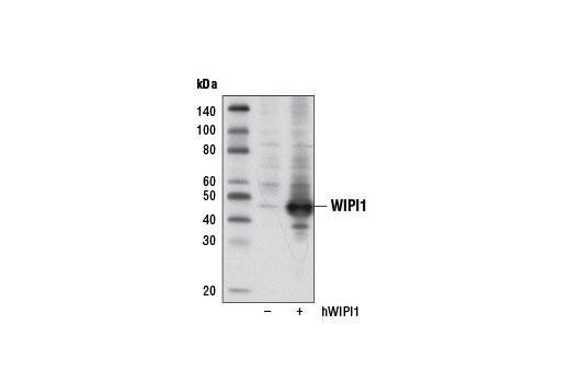 Western Blotting Image 2: WIPI1 Antibody