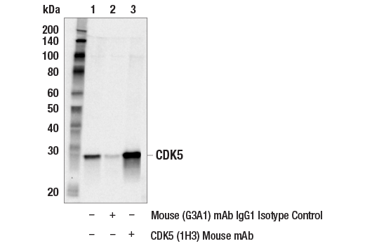 Immunoprecipitation Image 1: CDK5 (1H3) Mouse mAb