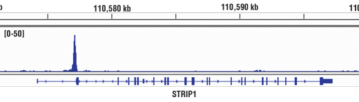 Chromatin Immunoprecipitation Image 1: Brn2/POU3F2 (D2C1L) Rabbit mAb