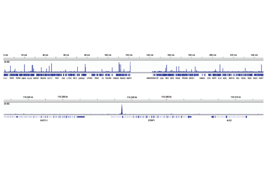 Chromatin Immunoprecipitation Image 2: Brn2/POU3F2 (D2C1L) Rabbit mAb