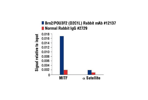 Chromatin Immunoprecipitation Image 3: Brn2/POU3F2 (D2C1L) Rabbit mAb