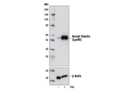 Western Blotting Image 1: Acetyl-α-Tubulin (Lys40) (6-11B-1) Mouse mAb