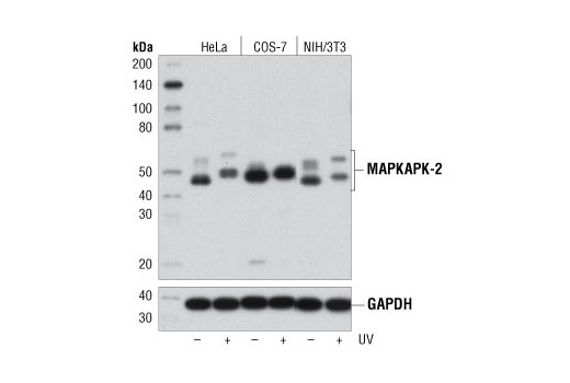  Image 1: MAPKAPK-2 Antibody Sampler Kit