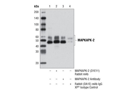  Image 7: MAPKAPK-2 Antibody Sampler Kit