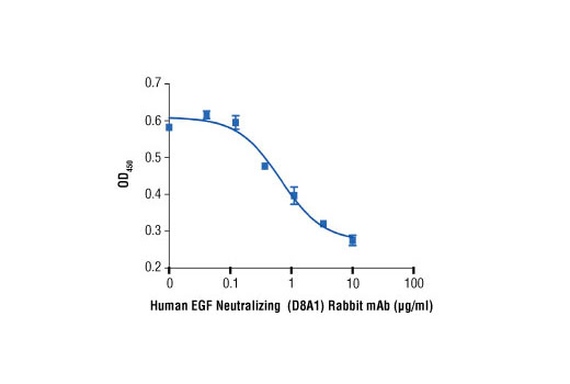  Image 1: Human EGF Neutralizing (D8A1) Rabbit mAb