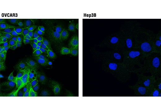 Immunofluorescence Image 1: LLGL1 (D2B5A) Rabbit mAb