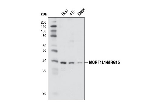 Western Blotting Image 1: MORF4L1/MRG15 Antibody