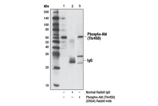 Immunoprecipitation Image 1: Phospho-Akt (Thr450) (D5G4) Rabbit mAb
