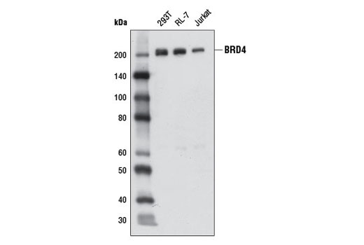Western Blotting Image 1: BRD4 Antibody