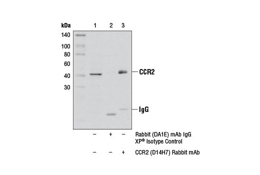 Immunoprecipitation Image 1: CCR2 (D14H7) Rabbit mAb